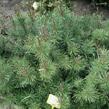 Borovice limba 'Compacta Glauca' - Pinus cembra 'Compacta Glauca'