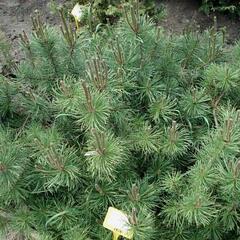 Borovice limba 'Compacta Glauca' - Pinus cembra 'Compacta Glauca'