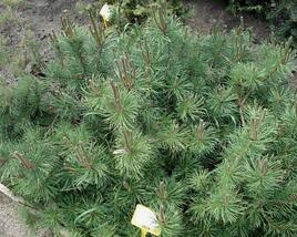 Borovice limba 'Compacta Glauca'
