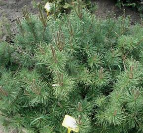 Borovice limba 'Compacta Glauca' - Pinus cembra 'Compacta Glauca'
