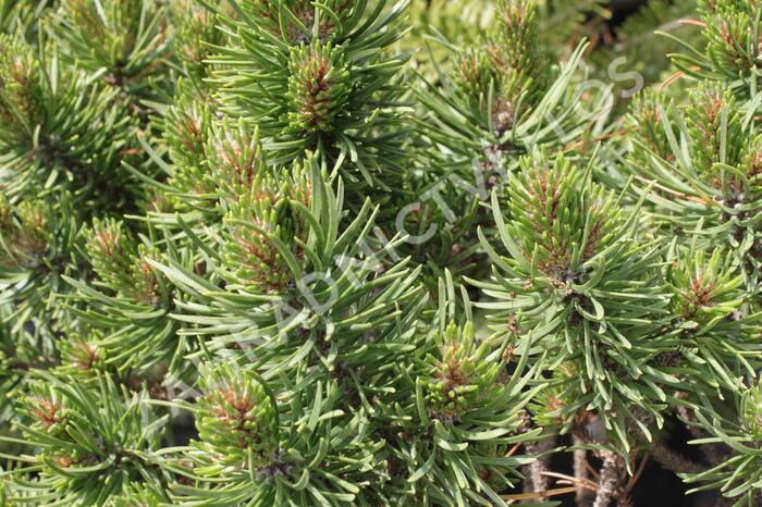 Borovice Banksova 'Banská Štiavnica' - Pinus banksiana 'Banská Štiavnica'