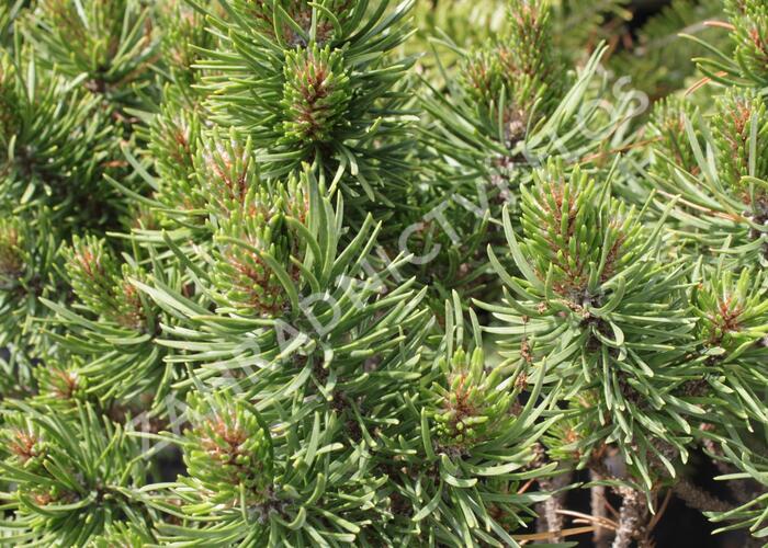 Borovice Banksova 'Banská Štiavnica' - Pinus banksiana 'Banská Štiavnica'