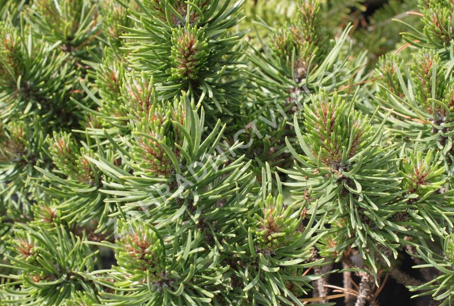 Borovice Banksova 'Banská Štiavnica' - Pinus banksiana 'Banská Štiavnica'