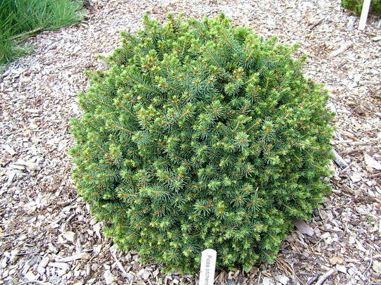 Smrk sitka 'Nana' - Picea sitchensis 'Nana'