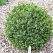 Smrk sitka 'Nana' - Picea sitchensis 'Nana'