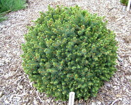 Smrk sitka 'Nana'