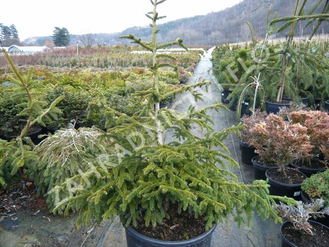 Smrk východní 'Aurea Compacta' - Picea orientalis 'Aurea Compacta'