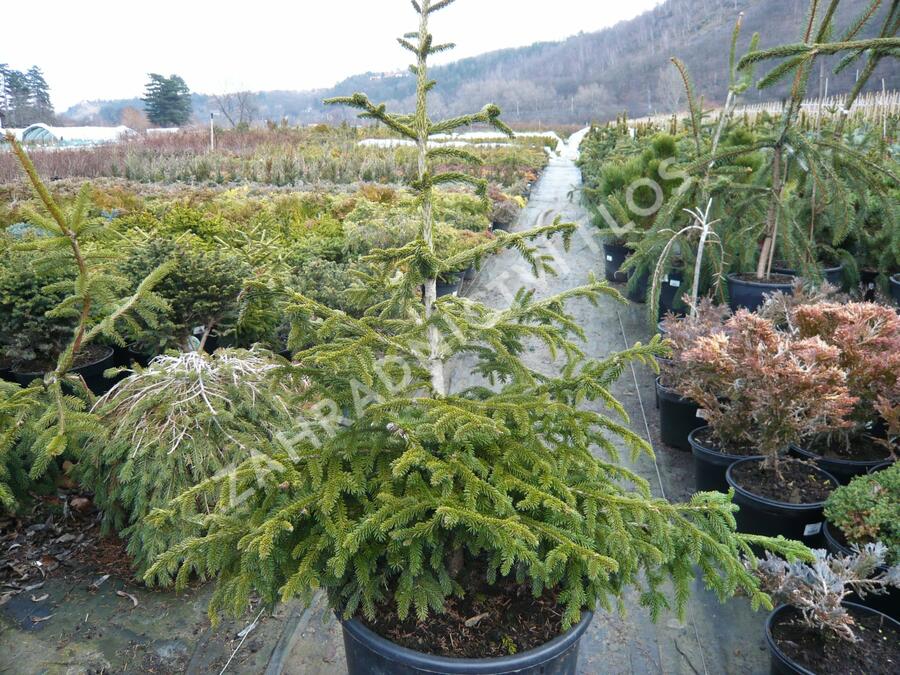 Smrk východní 'Aurea Compacta' - Picea orientalis 'Aurea Compacta'