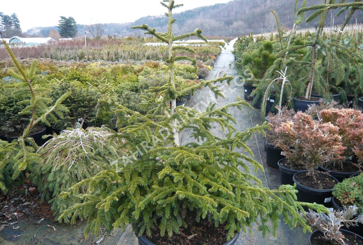 Smrk východní 'Aurea Compacta' - Picea orientalis 'Aurea Compacta'