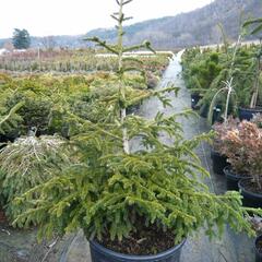 Smrk východní 'Aurea Compacta' - Picea orientalis 'Aurea Compacta'