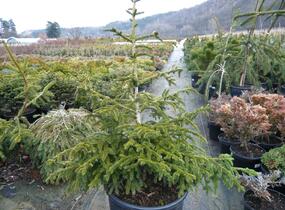 Smrk východní 'Aurea Compacta' - Picea orientalis 'Aurea Compacta'