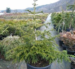 Smrk východní 'Aurea Compacta' - Picea orientalis 'Aurea Compacta'