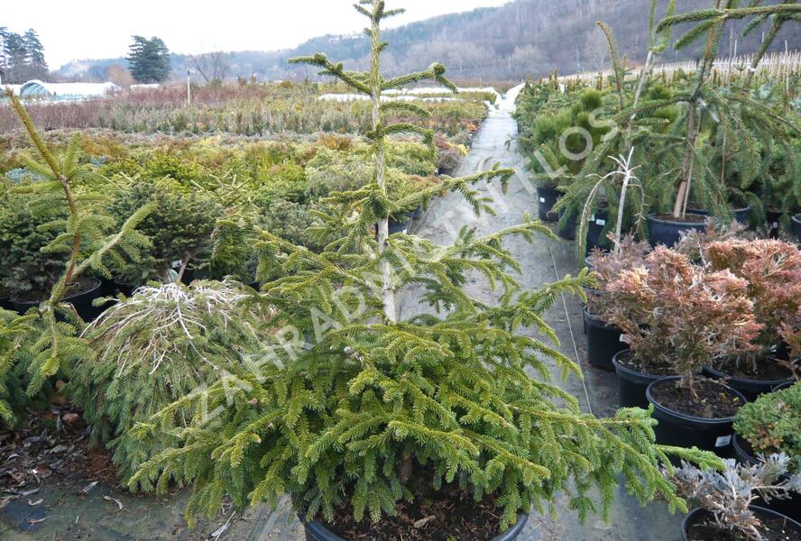 Smrk východní 'Aurea Compacta' - Picea orientalis 'Aurea Compacta'