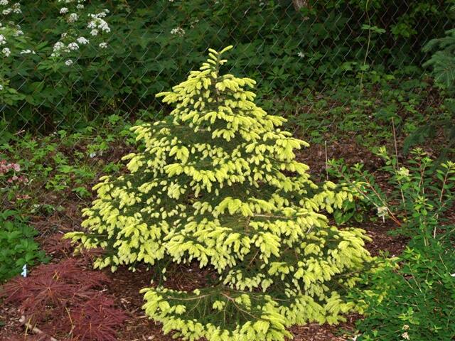 Smrk východní 'Aurea Compacta' - Picea orientalis 'Aurea Compacta'