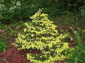 Smrk východní 'Aurea Compacta' - Picea orientalis 'Aurea Compacta'