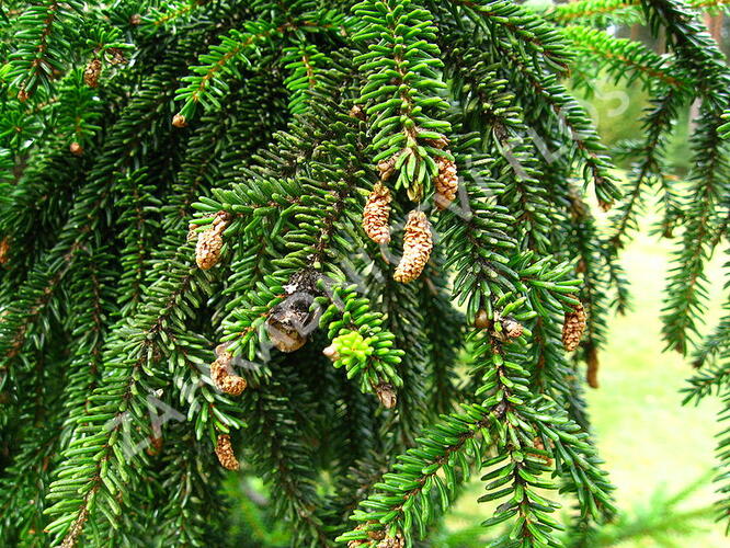 Smrk východní 'Atrovirens' - Picea orientalis 'Atrovirens'