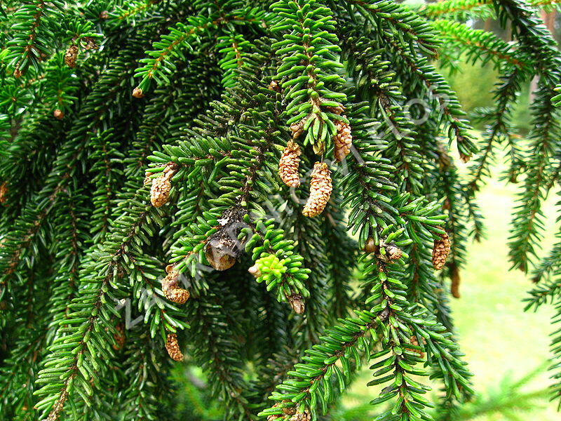 Smrk východní 'Atrovirens' - Picea orientalis 'Atrovirens'