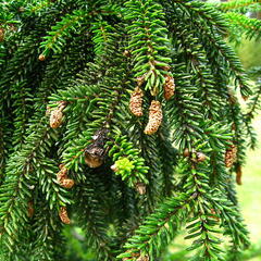 Smrk východní 'Atrovirens' - Picea orientalis 'Atrovirens'