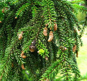 Smrk východní 'Atrovirens' - Picea orientalis 'Atrovirens'