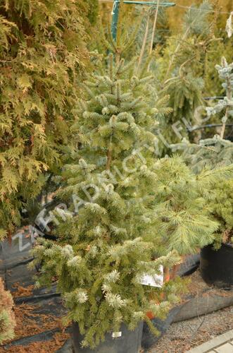 Smrk omorika 'Zuckerhut' - Picea omorika 'Zuckerhut'