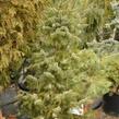 Smrk omorika 'Zuckerhut' - Picea omorika 'Zuckerhut'