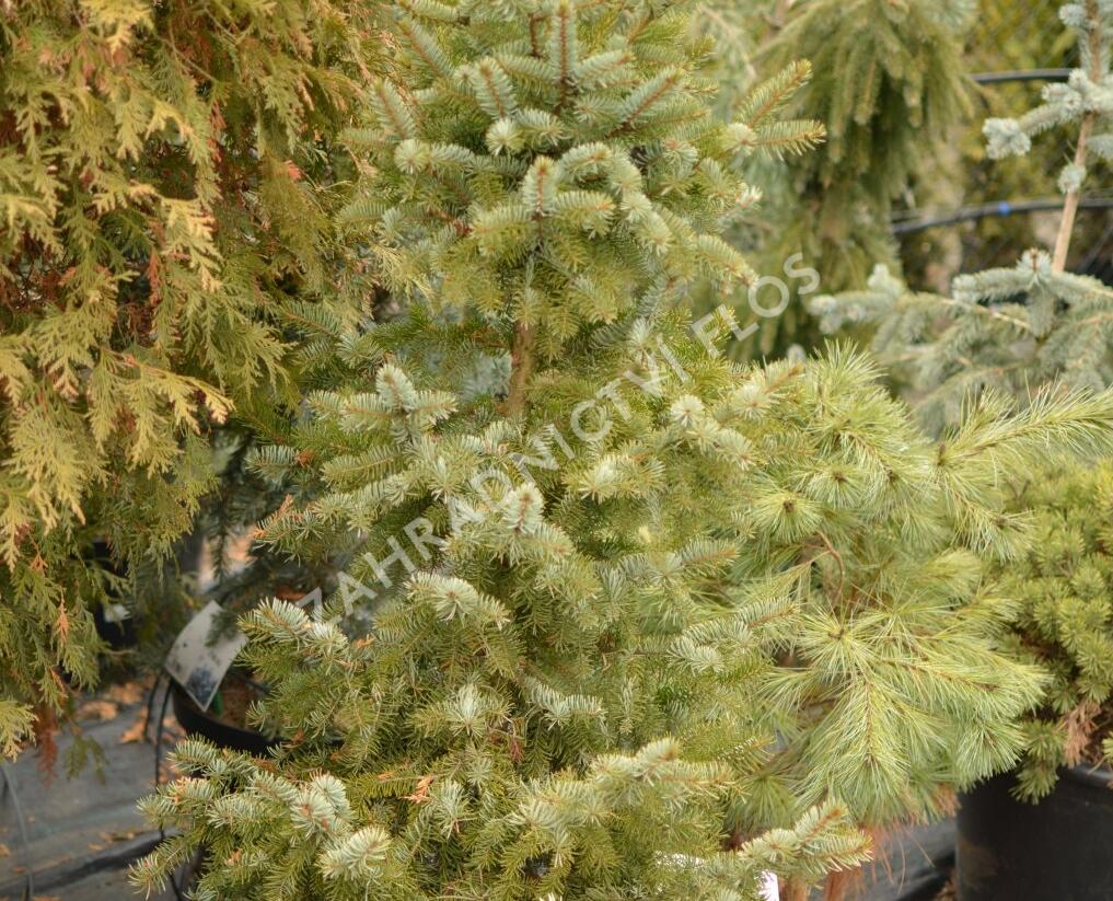 Smrk omorika 'Zuckerhut' - Picea omorika 'Zuckerhut'