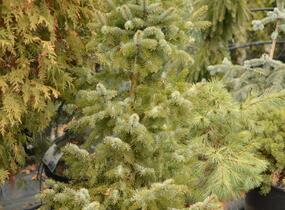 Smrk omorika 'Zuckerhut' - Picea omorika 'Zuckerhut'