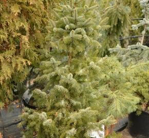 Smrk omorika 'Zuckerhut' - Picea omorika 'Zuckerhut'