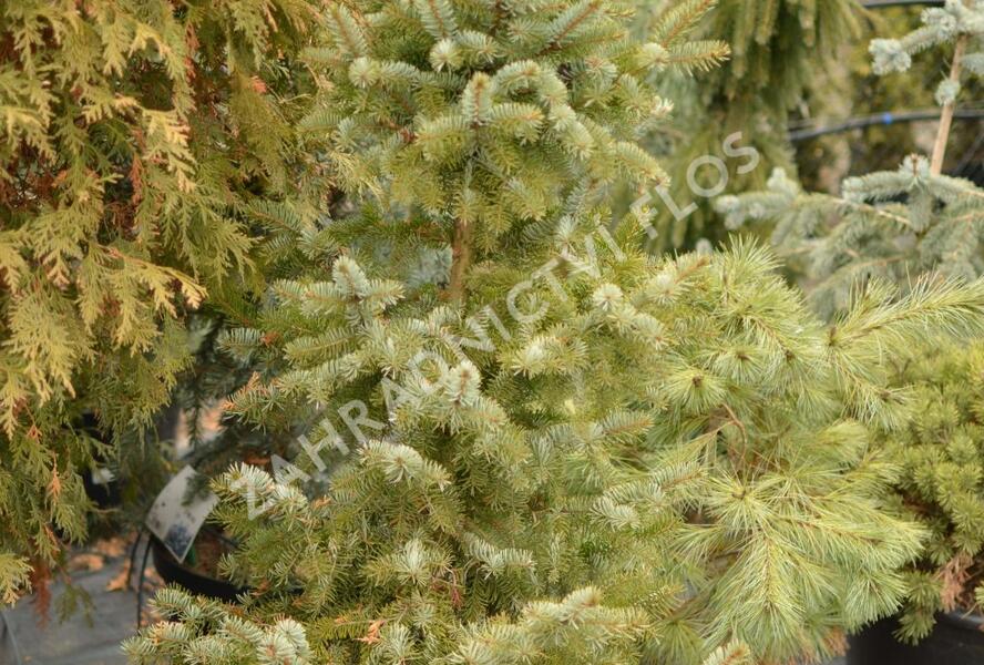 Smrk omorika 'Zuckerhut' - Picea omorika 'Zuckerhut'