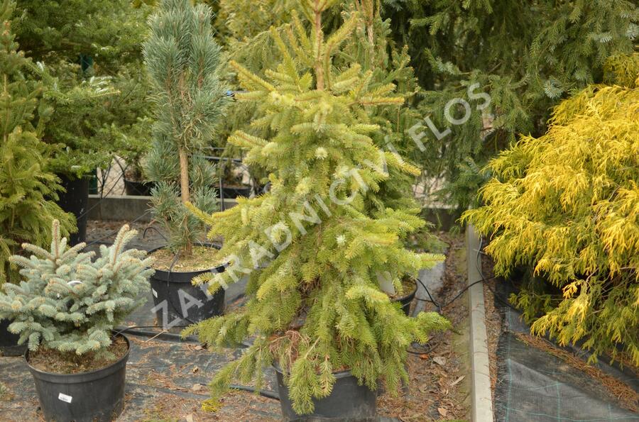 Smrk omorika 'Zuckerhut' - Picea omorika 'Zuckerhut'