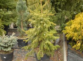 Smrk omorika 'Zuckerhut' - Picea omorika 'Zuckerhut'