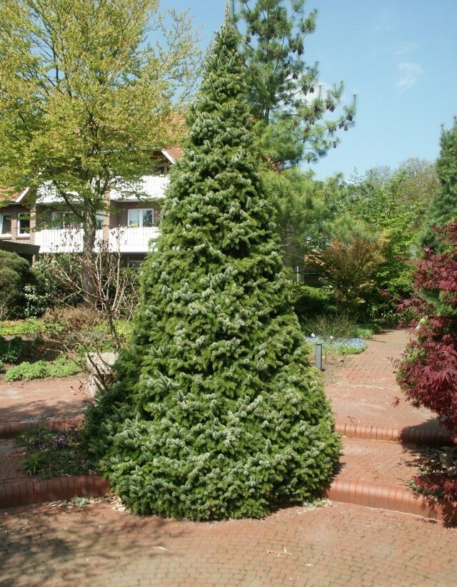Smrk omorika 'Zuckerhut' - Picea omorika 'Zuckerhut'