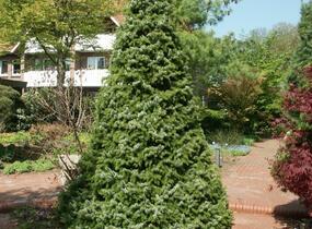 Smrk omorika 'Zuckerhut' - Picea omorika 'Zuckerhut'