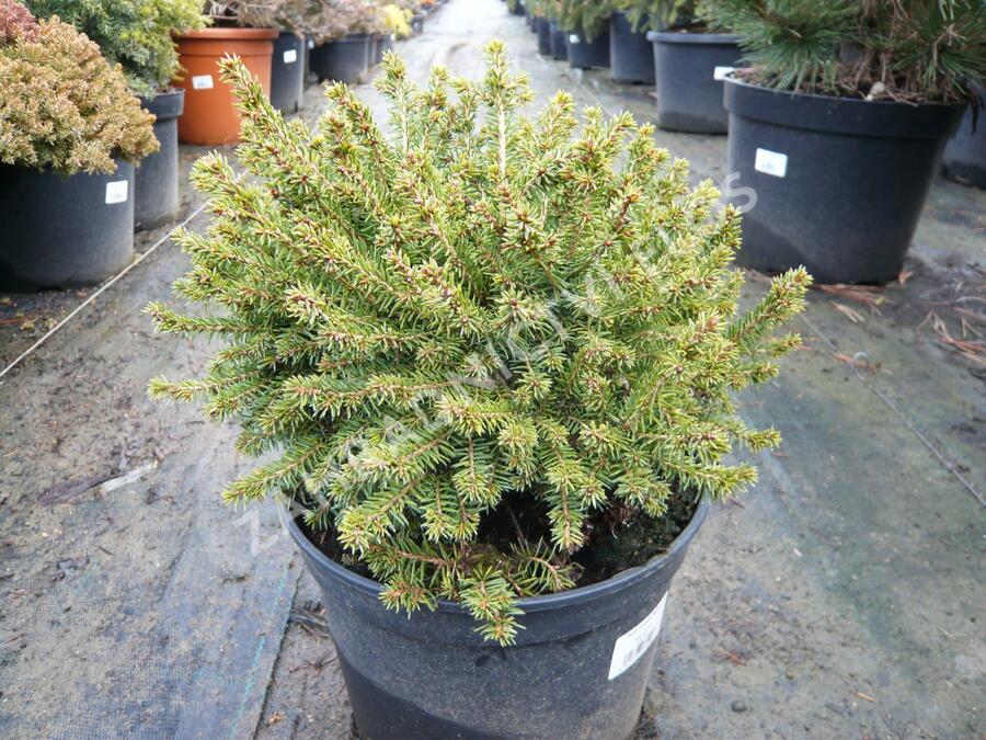 Smrk černý 'Nana' - Picea mariana 'Nana'