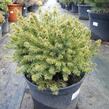 Smrk černý 'Nana' - Picea mariana 'Nana'