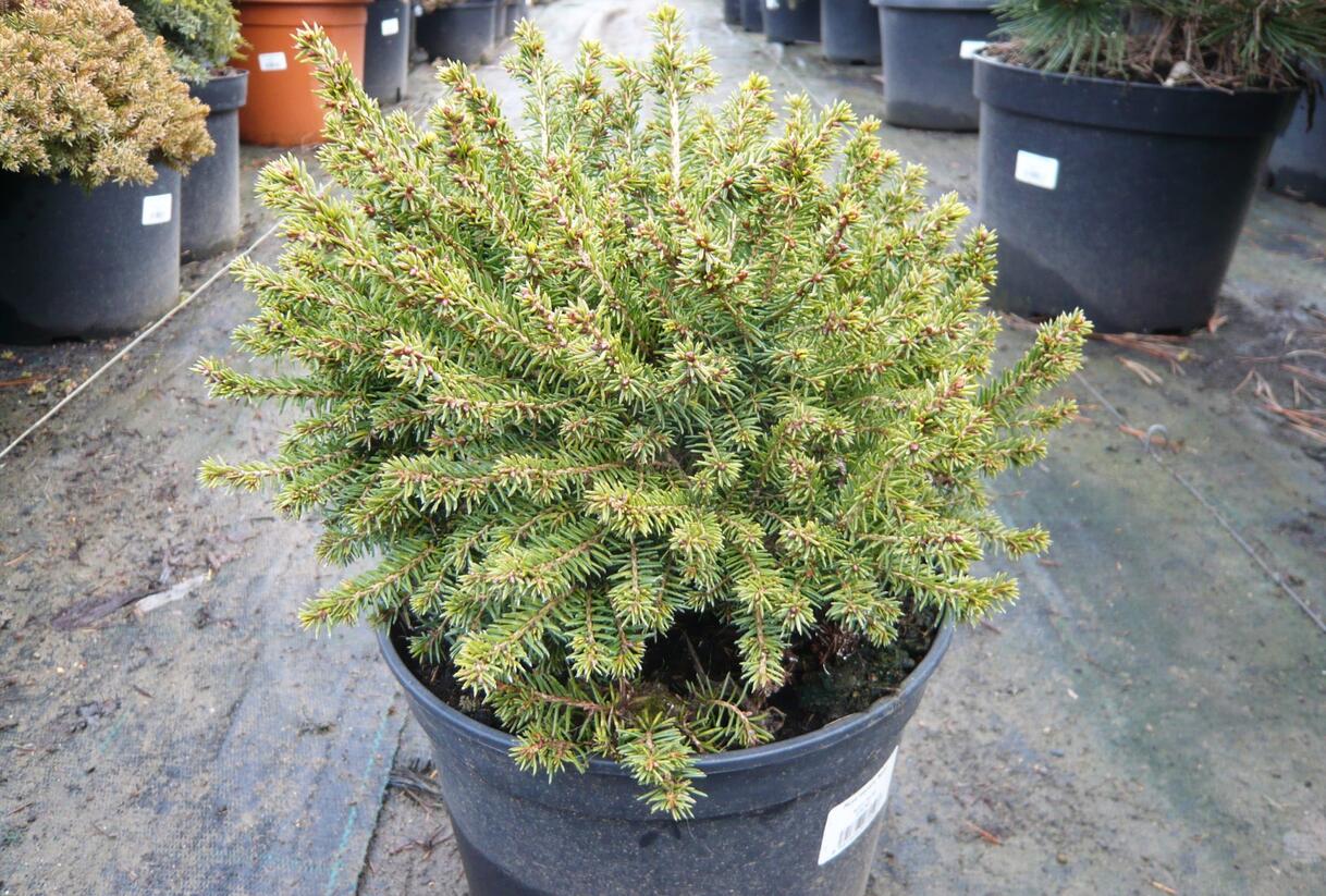 Smrk černý 'Nana' - Picea mariana 'Nana'