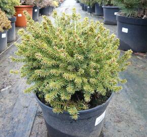 Smrk černý 'Nana' - Picea mariana 'Nana'