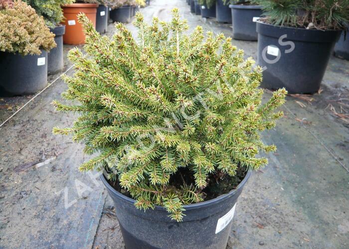 Smrk černý 'Nana' - Picea mariana 'Nana'