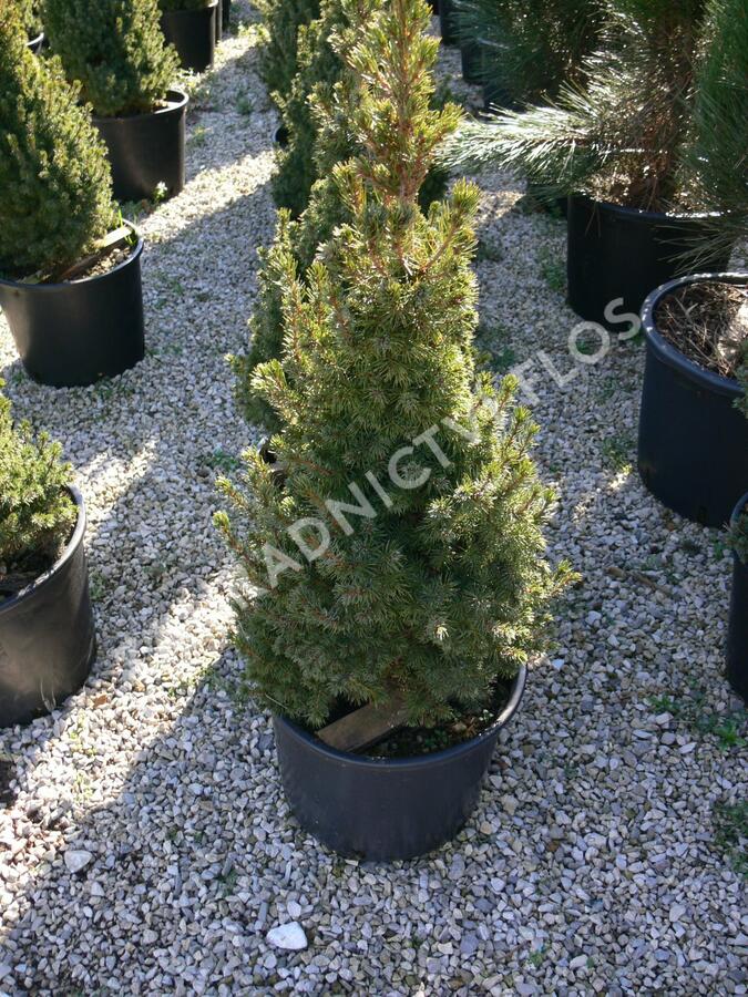 Smrk sivý 'Sander's Blue' - Picea glauca 'Sander's Blue'