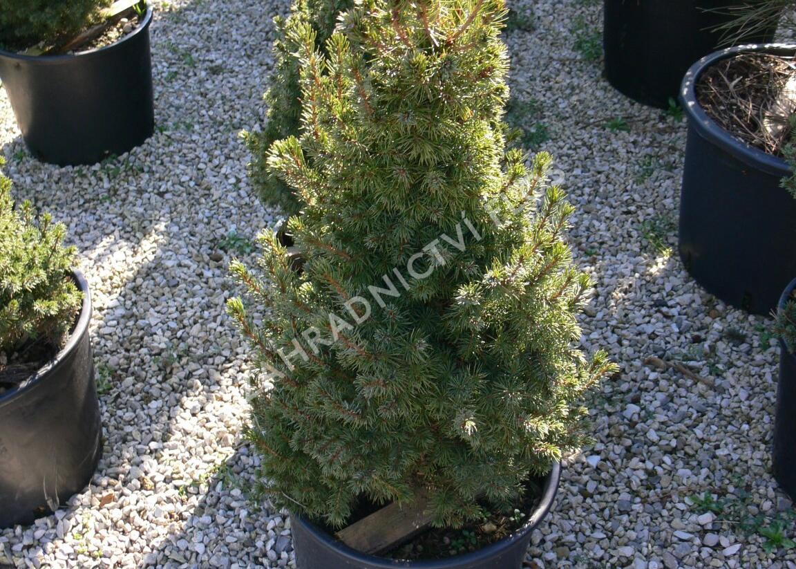 Smrk sivý 'Sander's Blue' - Picea glauca 'Sander's Blue'