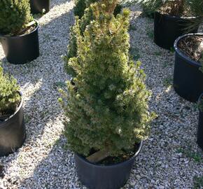 Smrk sivý 'Sander's Blue' - Picea glauca 'Sander's Blue'