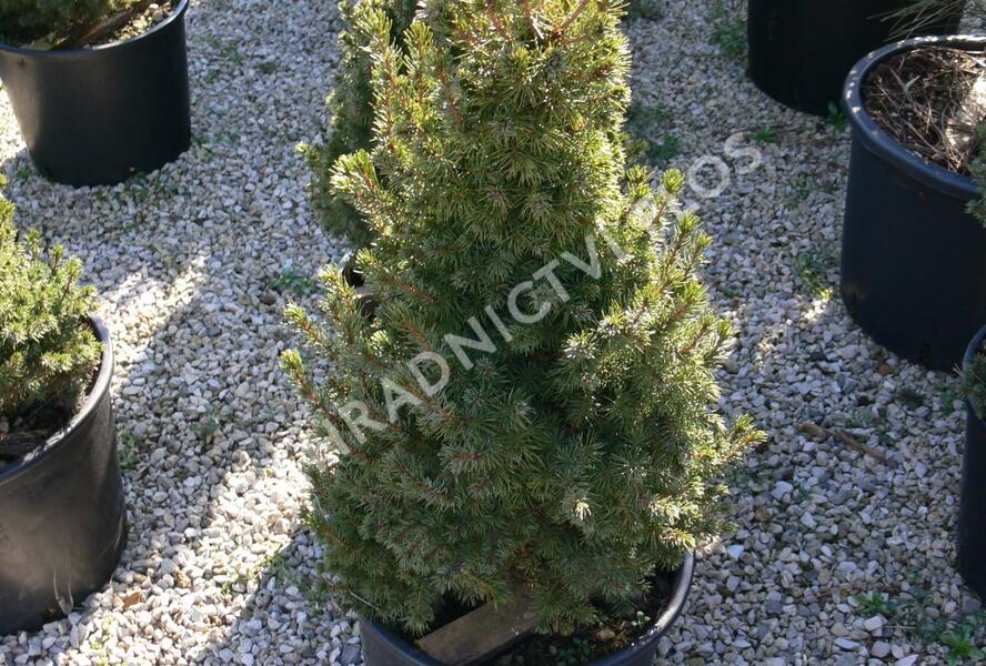 Smrk sivý 'Sander's Blue' - Picea glauca 'Sander's Blue'