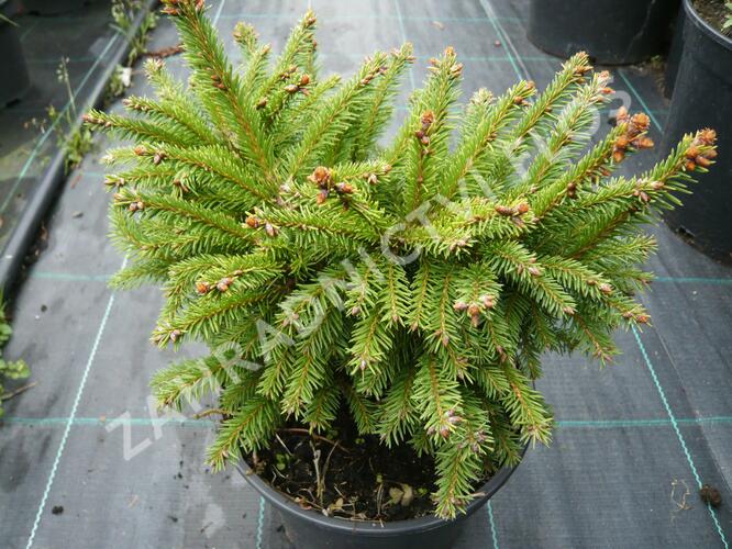 Smrk ztepilý 'Ohlendorffii' - Picea abies 'Ohlendorffii'