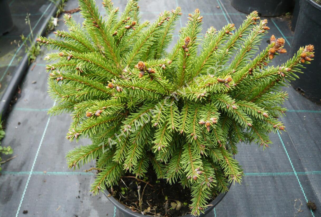 Smrk ztepilý 'Ohlendorffii' - Picea abies 'Ohlendorffii'