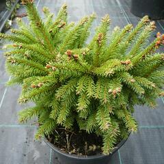 Smrk ztepilý 'Ohlendorffii' - Picea abies 'Ohlendorffii'