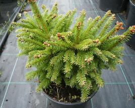 Smrk ztepilý 'Ohlendorffii'