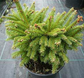 Smrk ztepilý 'Ohlendorffii' - Picea abies 'Ohlendorffii'