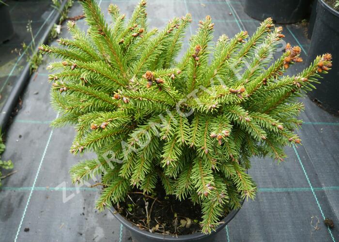 Smrk ztepilý 'Ohlendorffii' - Picea abies 'Ohlendorffii'