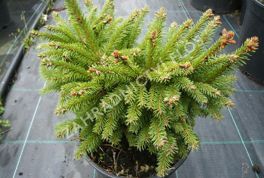 Smrk ztepilý 'Ohlendorffii' - Picea abies 'Ohlendorffii'