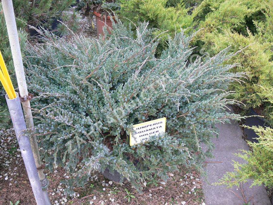 Jalovec šupinatý 'Holger' - Juniperus squamata 'Holger'